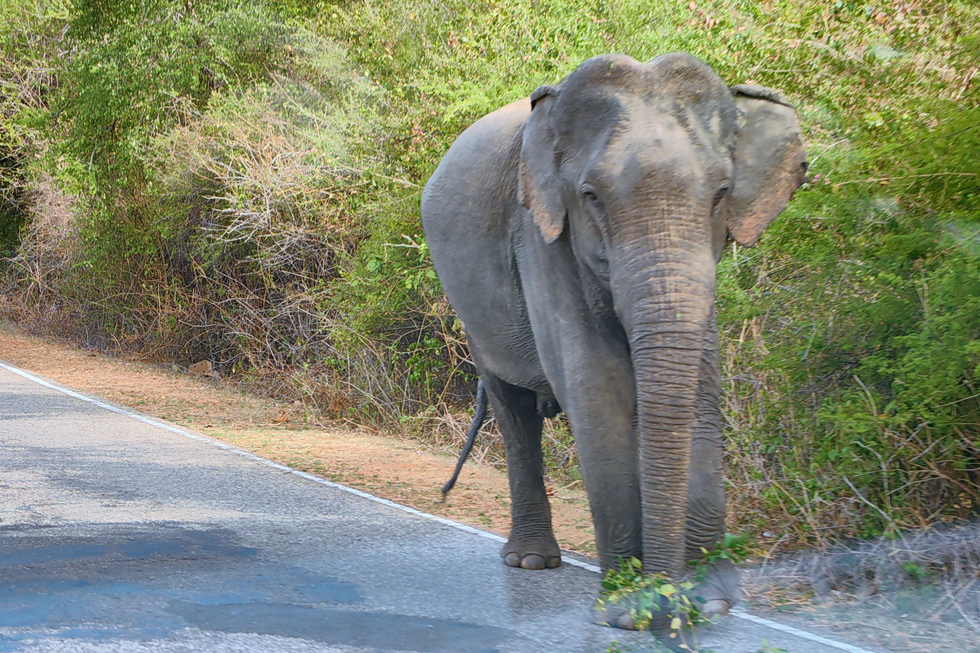 斯里蘭卡-雅拉國家公園 Yala National Park (動物之旅)